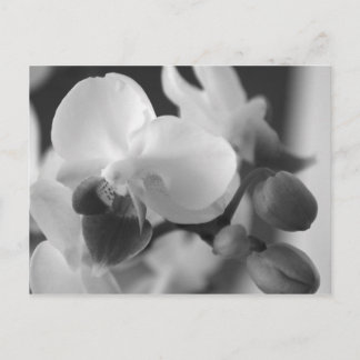 Proverbs 10:12 Orchid Postcard Postkarte