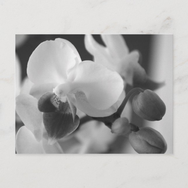 Proverbs 10:12 Orchid Postcard Postkarte (Vorderseite)