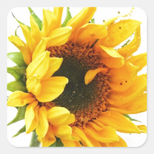 Provincetown Sunflower Quadratischer Aufkleber