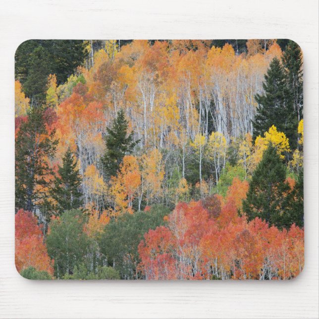 Provo-Fluss und Aspen-Bäume Mousepad (Vorne)