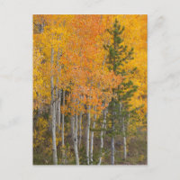 Provo-Fluss und Aspen-Bäume