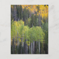 Provo-Fluss und Aspen-Bäume