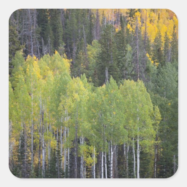 Provo-Fluss und Aspen-Bäume Quadratischer Aufkleber (Vorderseite)