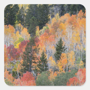 Provo-Fluss und Aspen-Bäume Quadratischer Aufkleber