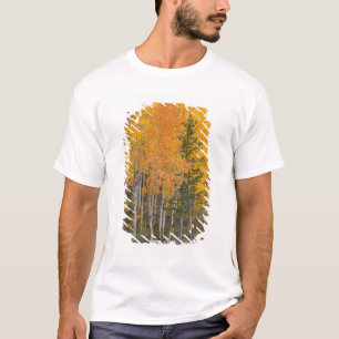 Provo-Fluss und Espen T-Shirt