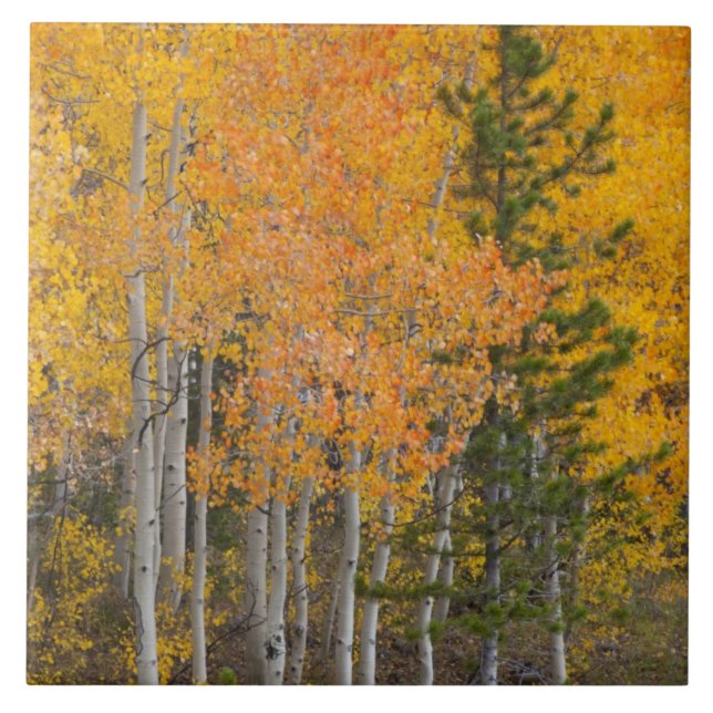 Provo- und Asphaltbäume Fliese (Vorderseite)