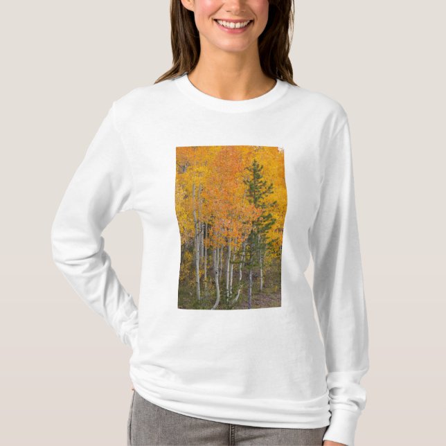 Provo- und Asphaltbäume T-Shirt (Vorderseite)