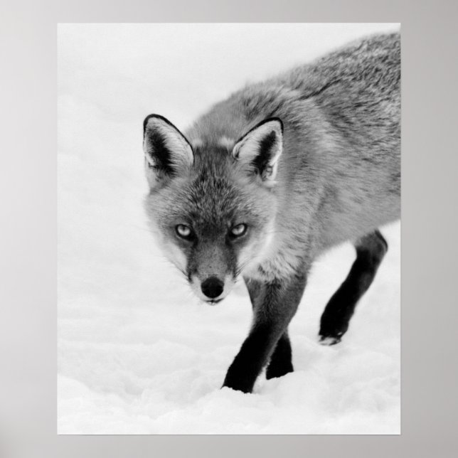 Prowling Fox Poster (Vorne)