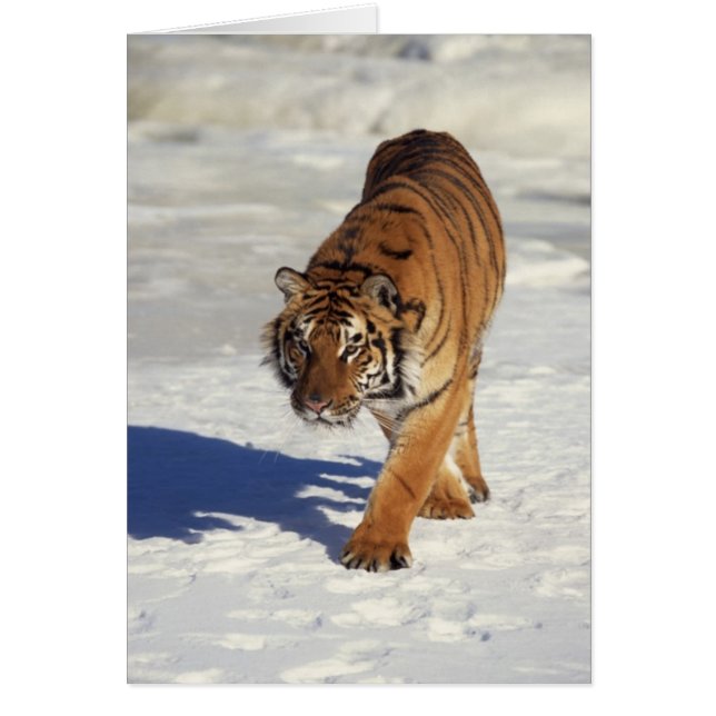 Prowling Tiger (Vorne)