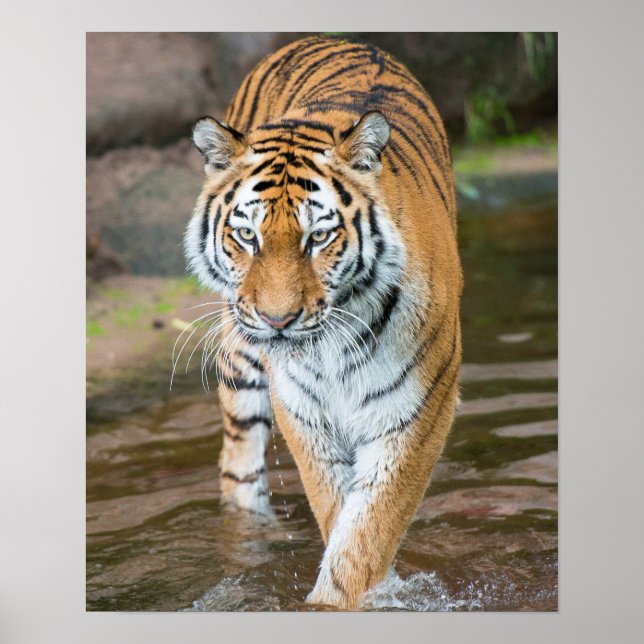 Prowling Tiger Portrait Fotografie Poster (Vorne)