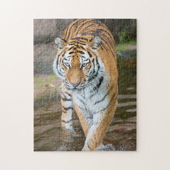 Prowling Tiger Portrait Fotografie Puzzle (Vertikal)
