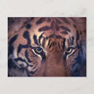 Prowling Tiger Postkarte