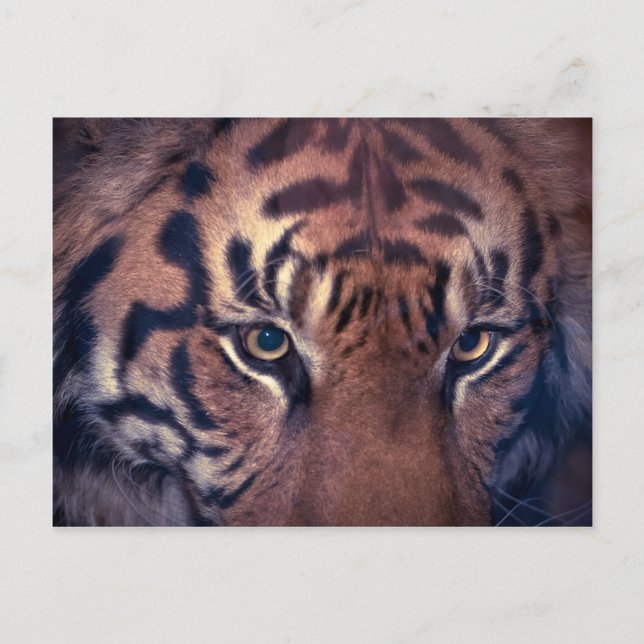 Prowling Tiger Postkarte (Vorderseite)