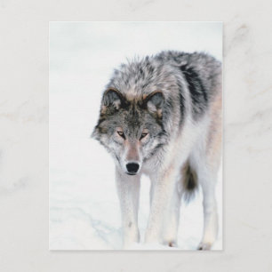 Prowling Wolf Postkarte