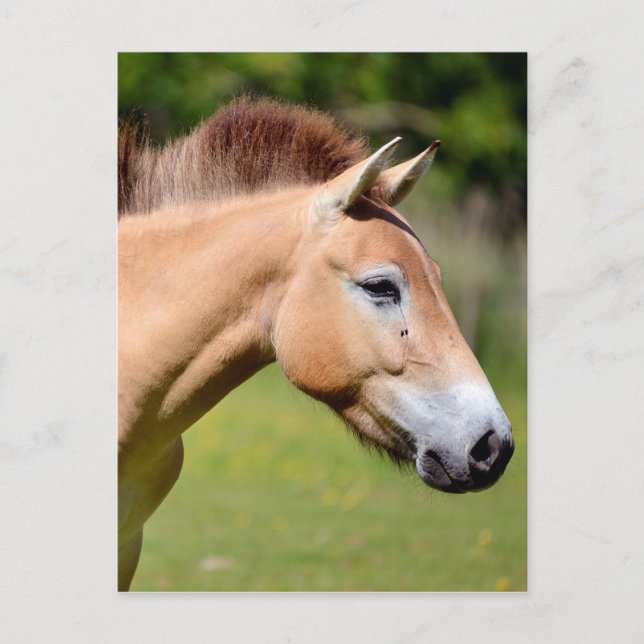 Prozewalski Postkarte (Vorderseite)