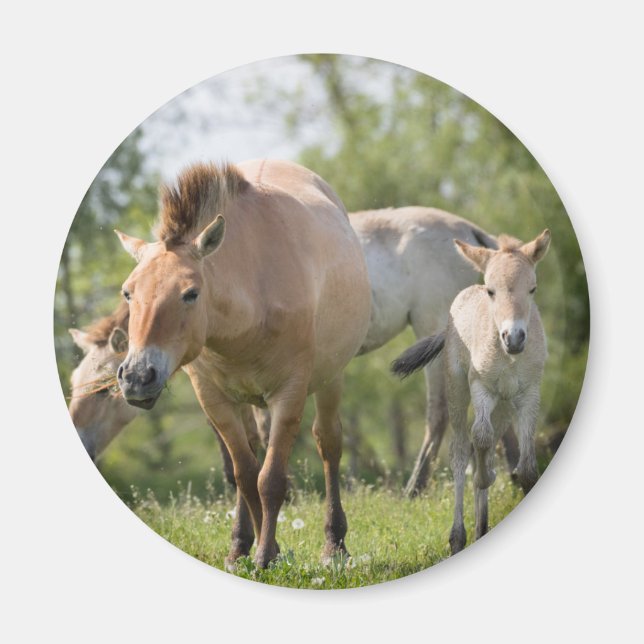 Prozewalskis Pferd- und Fohlenwandern Magnet (Vorne)