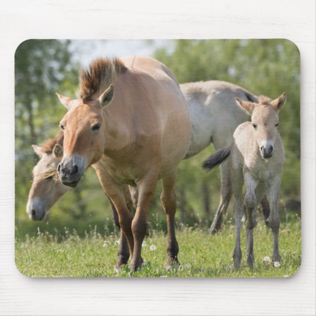 Prozewalskis Pferd- und Fohlenwandern Mousepad (Vorne)