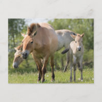 Prozewalskis Pferd- und Fohlenwandern