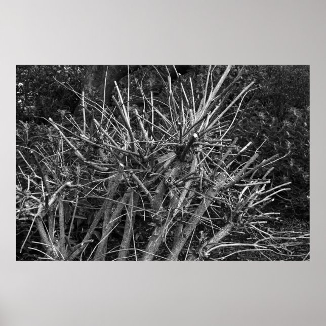 Pruned Shrub Poster (Vorne)