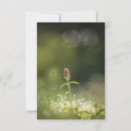 Prunella Blume Natur Foto Karte