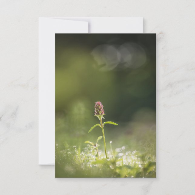 Prunella Blume Natur Foto Karte (Vorderseite)