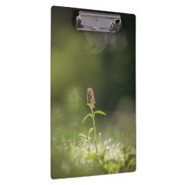 Prunella Blume Natur Foto Klemmbrett