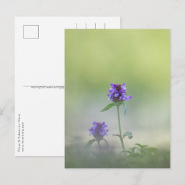 Prunella Blume Natur Foto Postkarte