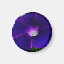 Prunkwinde-Blume