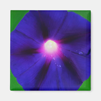 Prunkwinde Blume Magnet