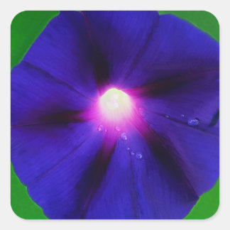 Prunkwinde Blüte Quadratischer Aufkleber