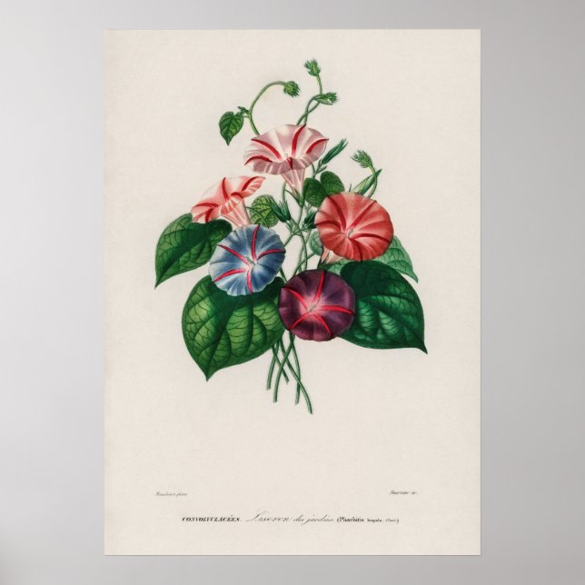 Prunkwinde (Pharbitis hispida Poster (Vorne)