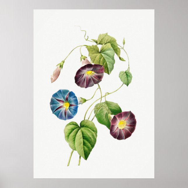 Prunkwinde Vintage Botanical ohne Text Poster (Vorne)