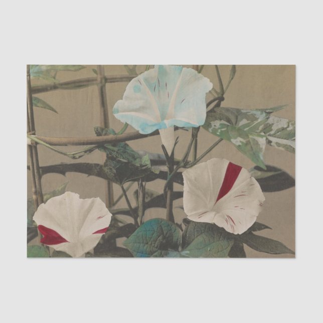 Prunkwinde von Ogawa Kazumasa Seidenpapier (Vorderseite)