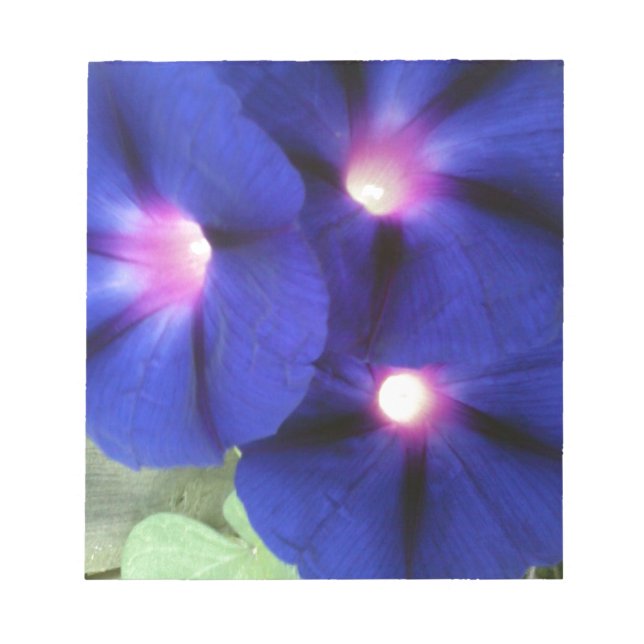 Prunkwinden-Blumen-Notizblock Notizblock (Vorderseite)