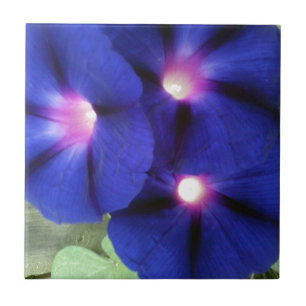 Prunkwinden-Blumenfliese Fliese