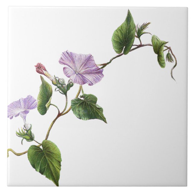 Prunkwinden-Blumengarten-Botanik-Blumenfliese Fliese (Vorderseite)