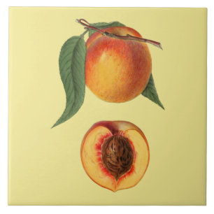 Prunus Persica Peach~Botanische ~Küche ~Farbe Fliese
