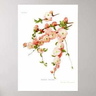 Prunus triloba (Mandelblüte) Poster