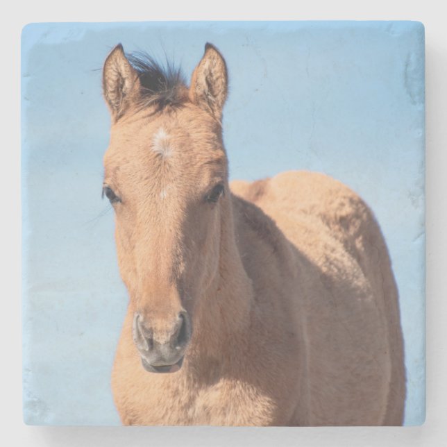 Pryor Mountain Wild Mustang Foal Steinuntersetzer (Vorderseite)
