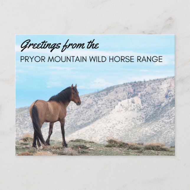 Pryor Mountain Wild Mustang Postcard: Horizont Postkarte (Vorderseite)