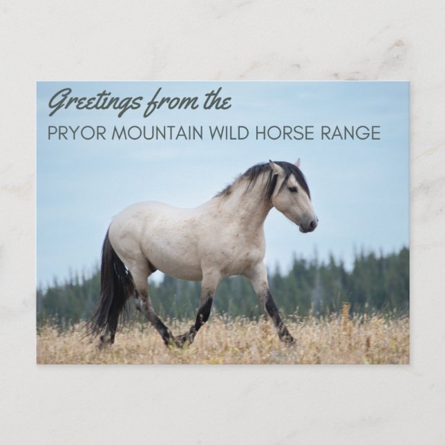 Pryor Mountain Wild Mustang: Wolkenstolz Postkarte (Vorderseite)