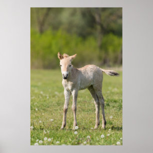 Przewalski-Fohlen, Ungarn Poster