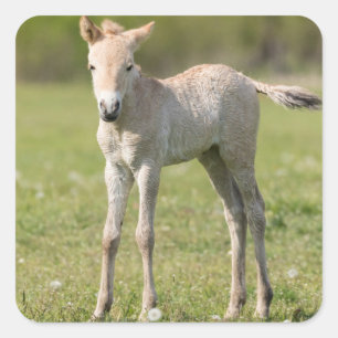 Przewalski-Fohlen, Ungarn Quadratischer Aufkleber