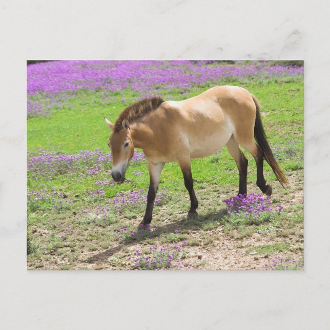 Przewalski Pferd Postkarte (Vorderseite)