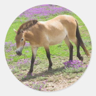 Przewalski Pferd Runder Aufkleber