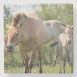 Przewalski-Pferd und Fohlen beim Gehen Steinuntersetzer