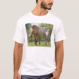 Przewalski-Pferd und Fohlen beim Gehen T-Shirt
