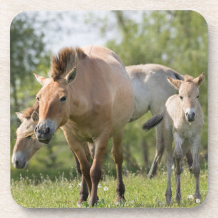 Przewalski-Pferd und Fohlen beim Gehen Untersetzer