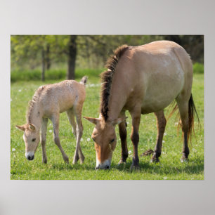 Przewalski-Pferd und Fohlen grasen Poster