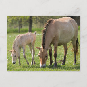 Przewalski-Pferd und Fohlen grasen Postkarte